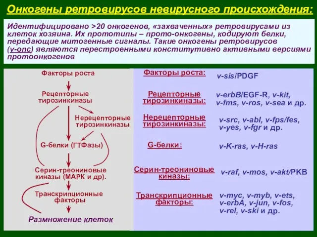 Онкогены ретровирусов невирусного происхождения: Идентифицировано >20 онкогенов, «захваченных» ретровирусами из