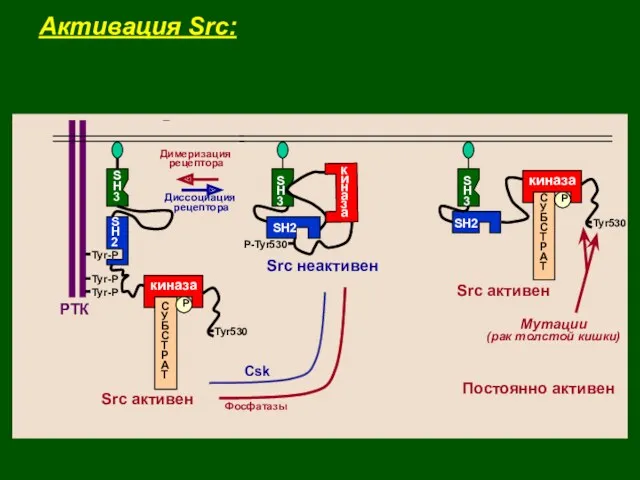 Активация Src: РТК Tyr Tyr Tyr Tyr Tyr Tyr
