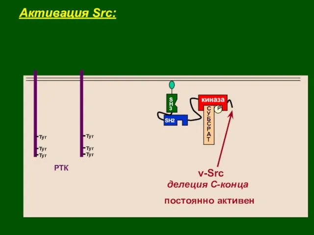 S H 3 P киназа С У Б С Р