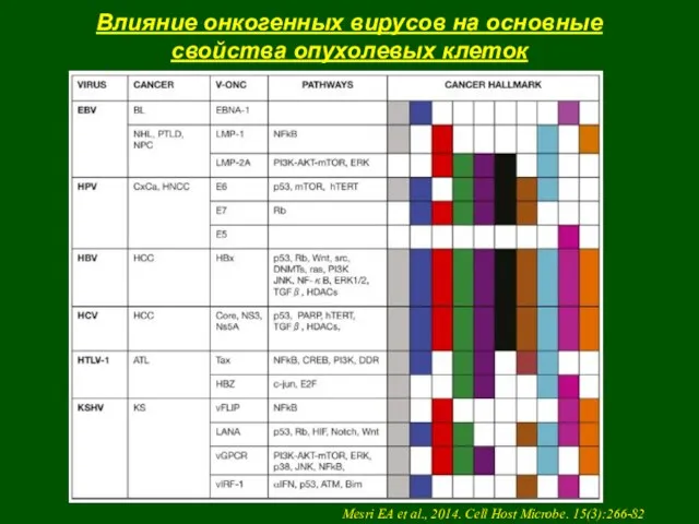 Влияние онкогенных вирусов на основные свойства опухолевых клеток Mesri EA