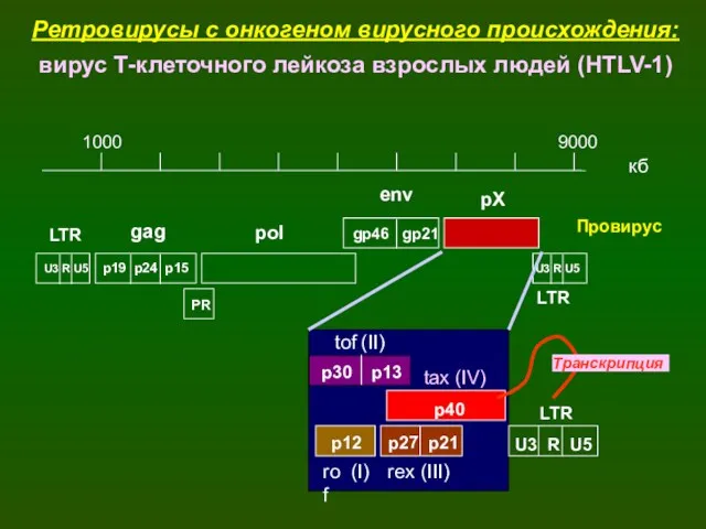 1000 9000 кб U3 R U5 p19 p24 p15 PR