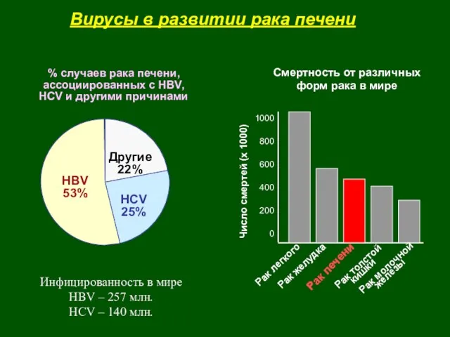 HBV 53% HCV 25% Другие 22% % случаев рака печени,