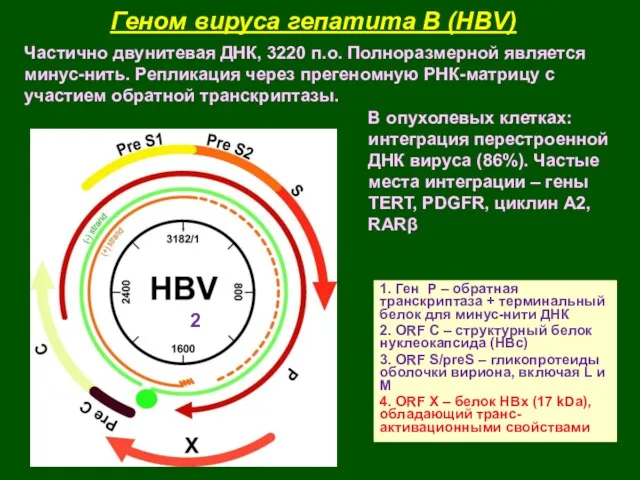 Геном вируса гепатита В (HBV) 1. Ген Р – обратная
