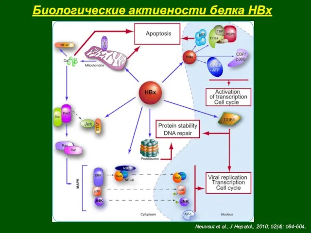 Биологические активности белка HBx Neuveut et al., J Hepatol., 2010; 52(4): 594-604.