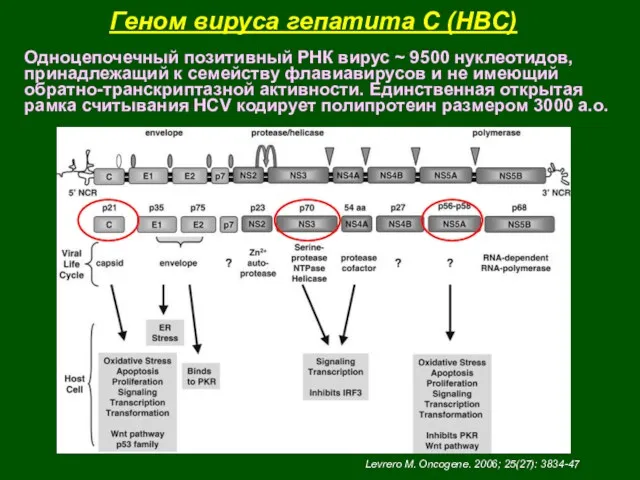 Геном вируса гепатита С (HBС) Одноцепочечный позитивный РНК вирус ~