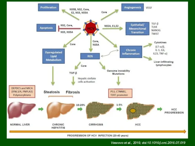 Vescovo et al., 2016; doi:10.1016/j.cmi.2016.07.019