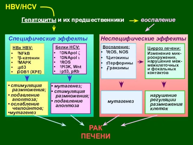 HBV/HCV Гепатоциты и их предшественники воспаление РАК ПЕЧЕНИ HBx HBV: