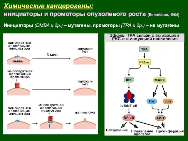 Химические канцерогены: инициаторы и промоторы опухолевого роста (Berenblum, 1954) Инициаторы