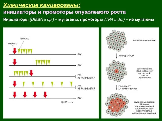 Химические канцерогены: инициаторы и промоторы опухолевого роста Инициаторы (DMBA и