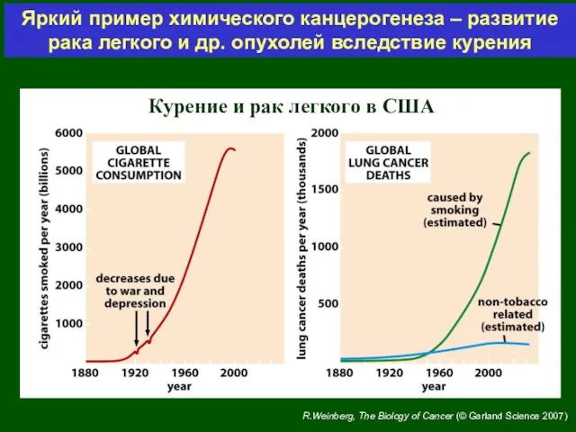 Курение и рак легкого в США Яркий пример химического канцерогенеза