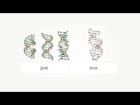 ДНК РНК