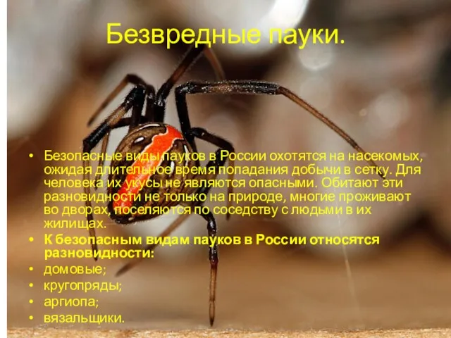 Безвредные пауки. Безопасные виды пауков в России охотятся на насекомых, ожидая длительное время