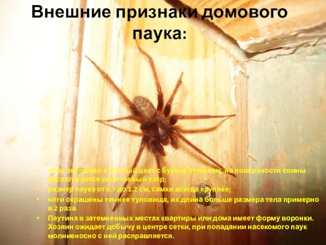Внешние признаки домового паука: тело окрашено в желтый цвет с бурым оттенком, на