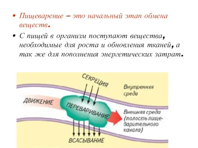 Пищеварение – это начальный этап обмена веществ. С пищей в