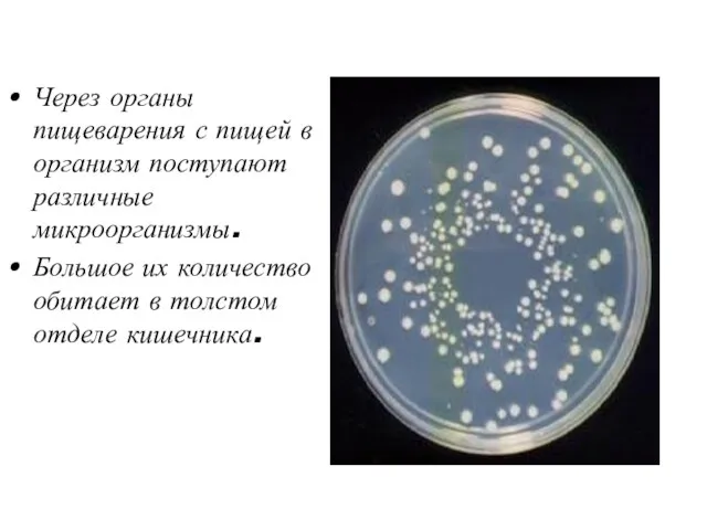 Через органы пищеварения с пищей в организм поступают различные микроорганизмы.