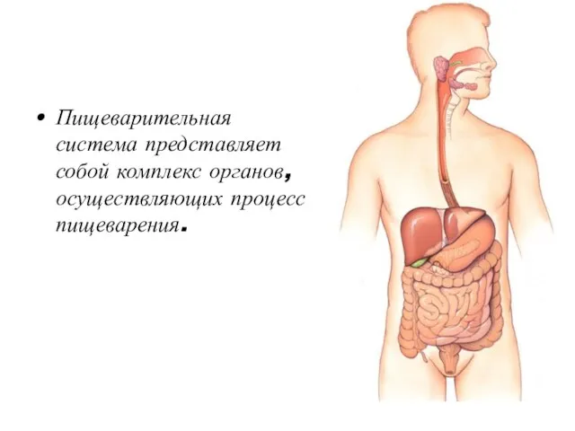 Пищеварительная система представляет собой комплекс органов, осуществляющих процесс пищеварения.