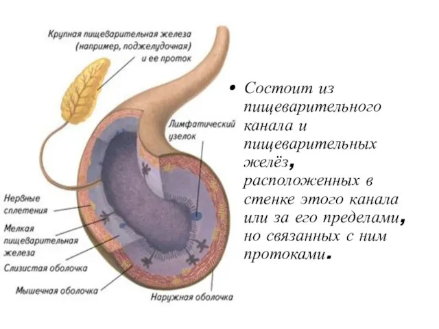 Состоит из пищеварительного канала и пищеварительных желёз, расположенных в стенке