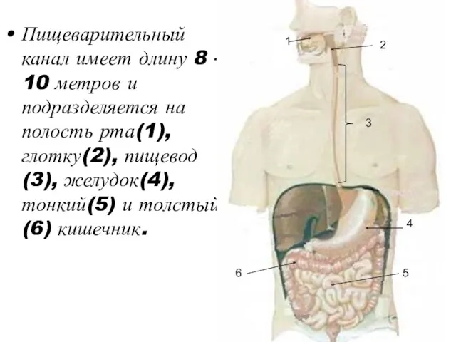 Пищеварительный канал имеет длину 8 – 10 метров и подразделяется