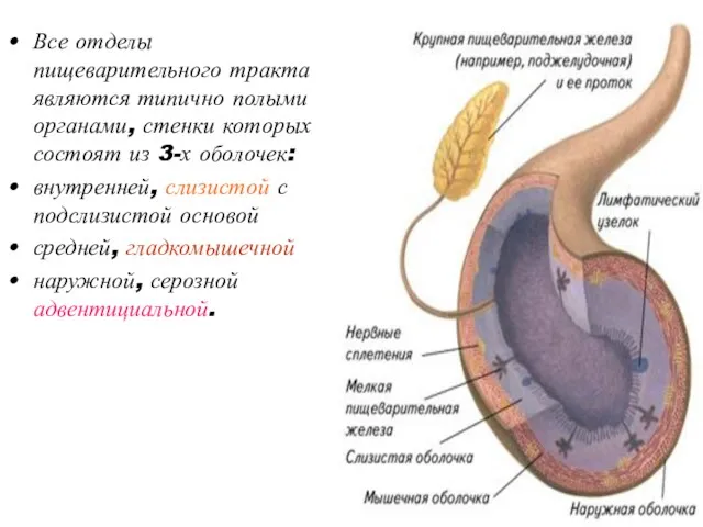Все отделы пищеварительного тракта являются типично полыми органами, стенки которых