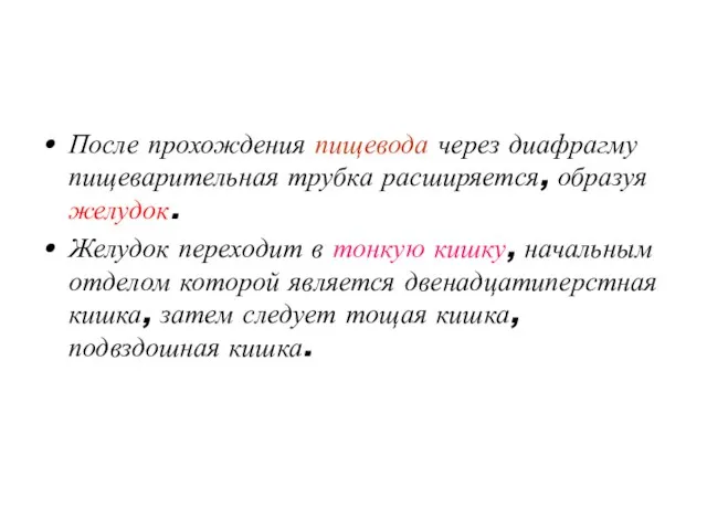 После прохождения пищевода через диафрагму пищеварительная трубка расширяется, образуя желудок.