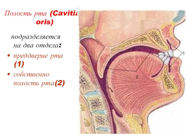 Полость рта (Cavitias oris) подразделяется на два отдела: преддверие рта(1) собственно полость рта(2) 1 2