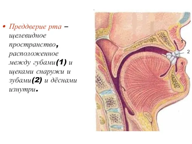 Преддверие рта – щелевидное пространство, расположенное между губами(1) и щеками