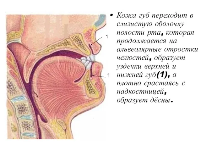 Кожа губ переходит в слизистую оболочку полости рта, которая продолжается