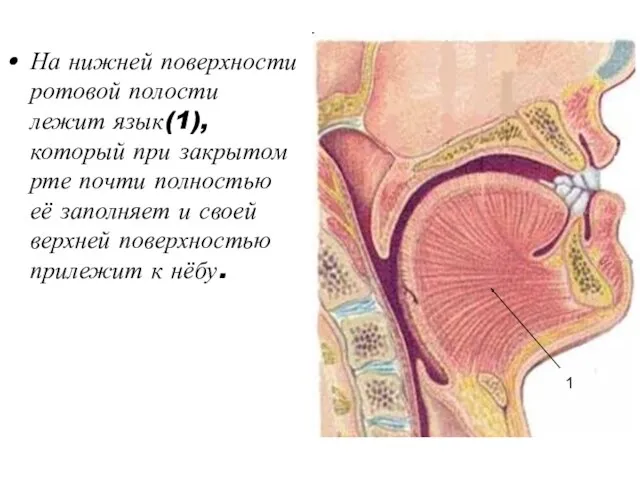 На нижней поверхности ротовой полости лежит язык(1), который при закрытом
