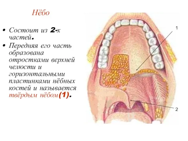 Нёбо Состоит из 2-х частей. Передняя его часть образована отростками