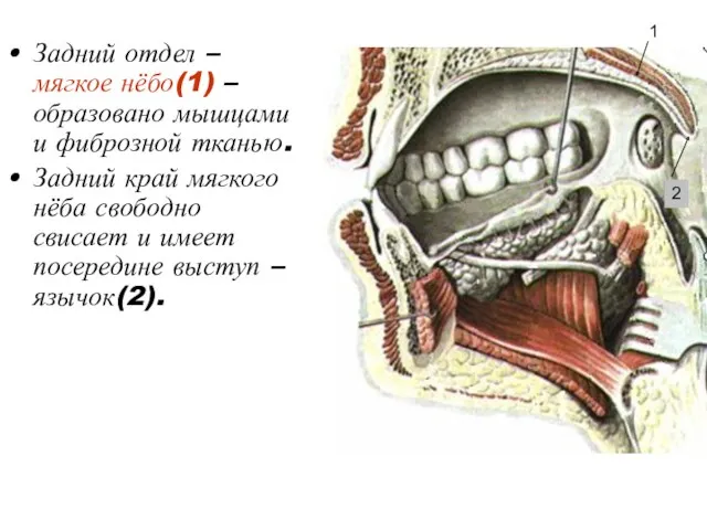 Задний отдел – мягкое нёбо(1) – образовано мышцами и фиброзной