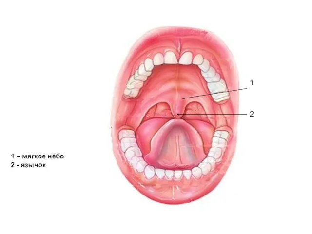 1 1 – мягкое нёбо 2 - язычок 1 2