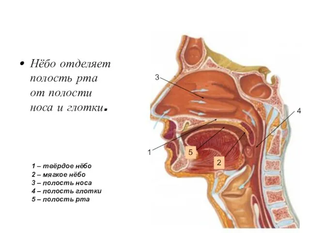 Нёбо отделяет полость рта от полости носа и глотки. 1