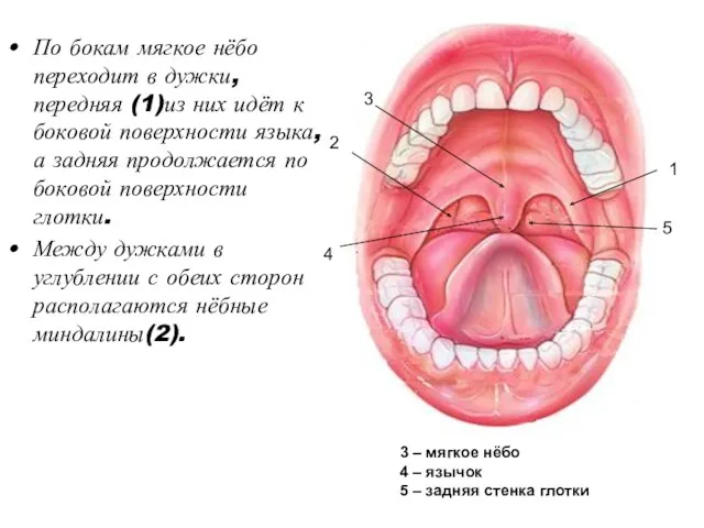 По бокам мягкое нёбо переходит в дужки, передняя (1)из них