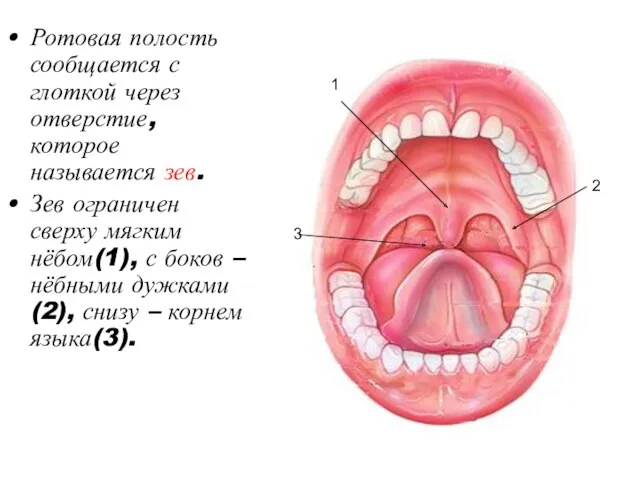 Ротовая полость сообщается с глоткой через отверстие, которое называется зев.