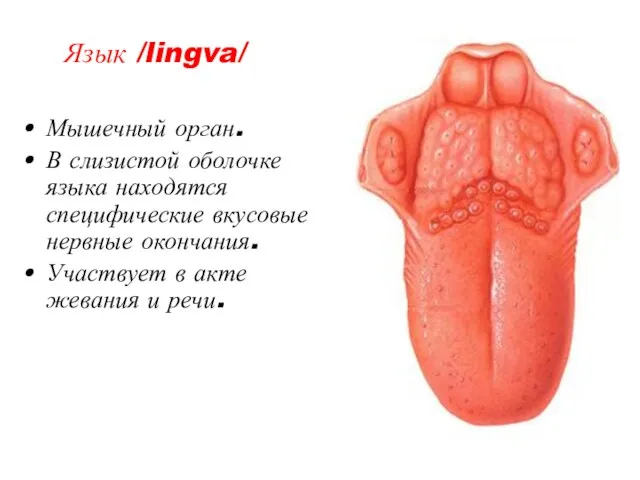 Язык /lingva/ Мышечный орган. В слизистой оболочке языка находятся специфические