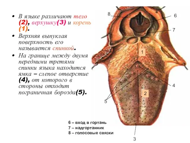 В языке различают тело(2), верхушку(3) и корень(1). Верхняя выпуклая поверхность