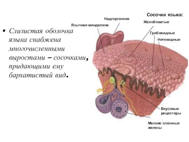 Слизистая оболочка языка снабжена многочисленными выростами – сосочками, придающими ему