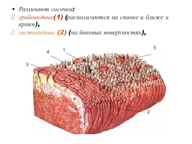 Различают сосочки: грибовидные(1) (располагаются на спинке и ближе к краям),