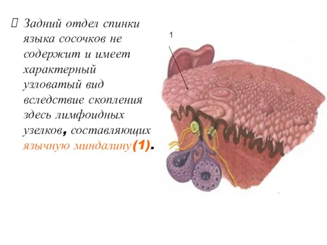 Задний отдел спинки языка сосочков не содержит и имеет характерный