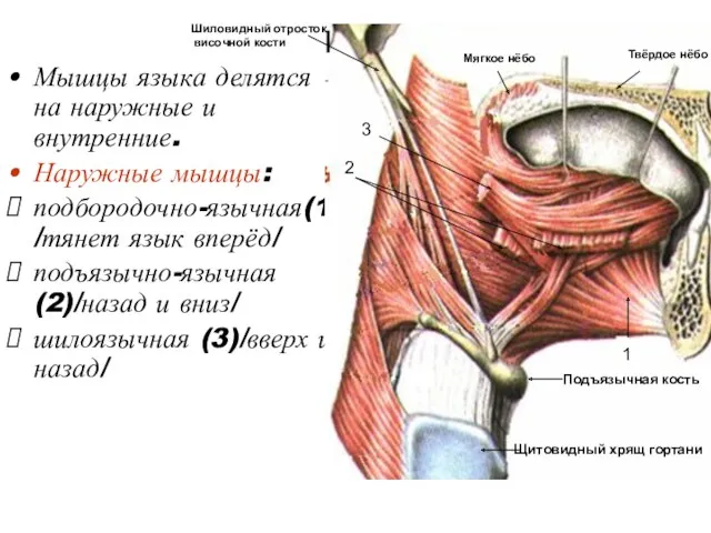 Мышцы языка делятся на наружные и внутренние. Наружные мышцы: подбородочно-язычная(1)