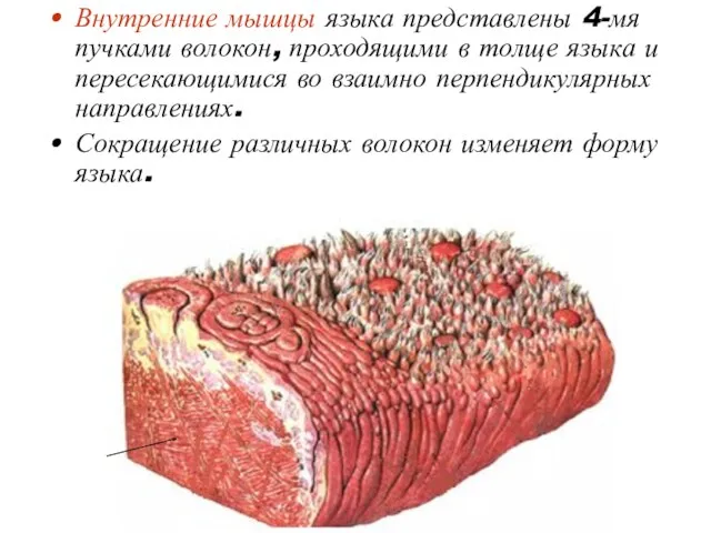 Внутренние мышцы языка представлены 4-мя пучками волокон, проходящими в толще