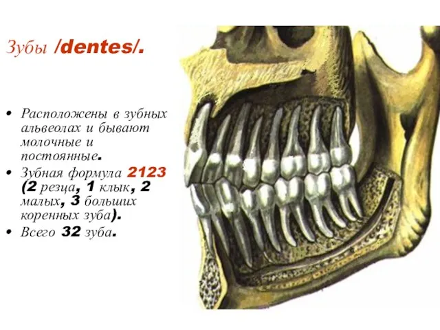 Зубы /dentes/. Расположены в зубных альвеолах и бывают молочные и
