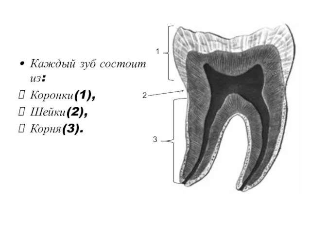 Каждый зуб состоит из: Коронки(1), Шейки(2), Корня(3). 1 2 3