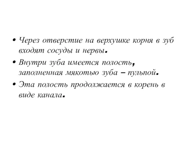 Через отверстие на верхушке корня в зуб входят сосуды и