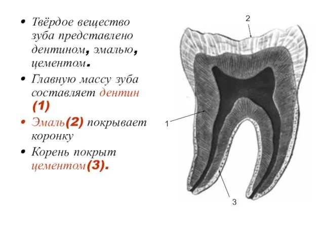 Твёрдое вещество зуба представлено дентином, эмалью, цементом. Главную массу зуба