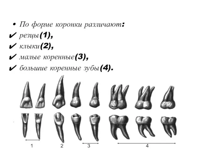 По форме коронки различают: резцы(1), клыки(2), малые коренные(3), большие коренные зубы(4). 1 2 3 4