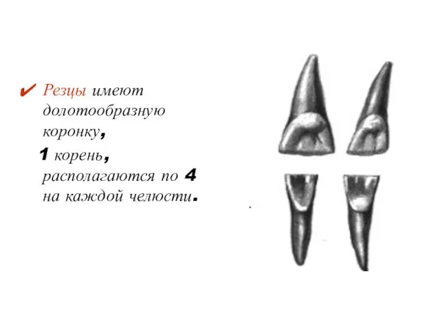 Резцы имеют долотообразную коронку, 1 корень, располагаются по 4 на каждой челюсти.