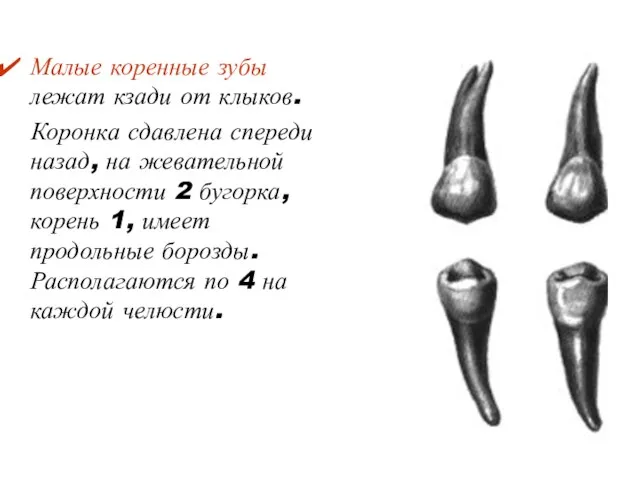 Малые коренные зубы лежат кзади от клыков. Коронка сдавлена спереди