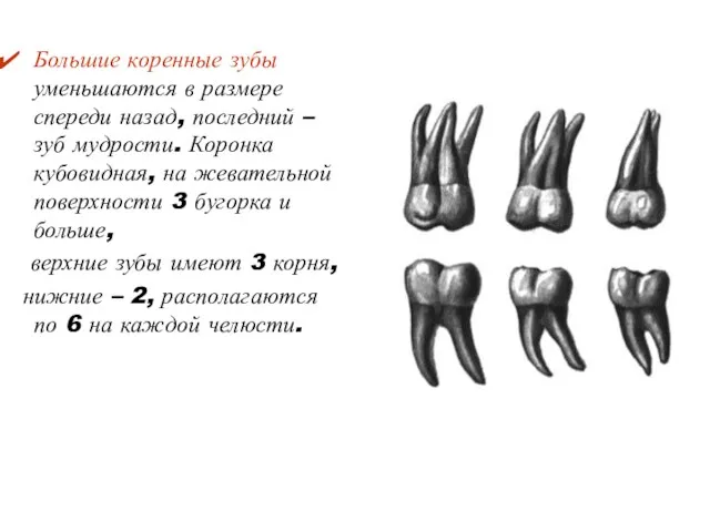 Большие коренные зубы уменьшаются в размере спереди назад, последний –