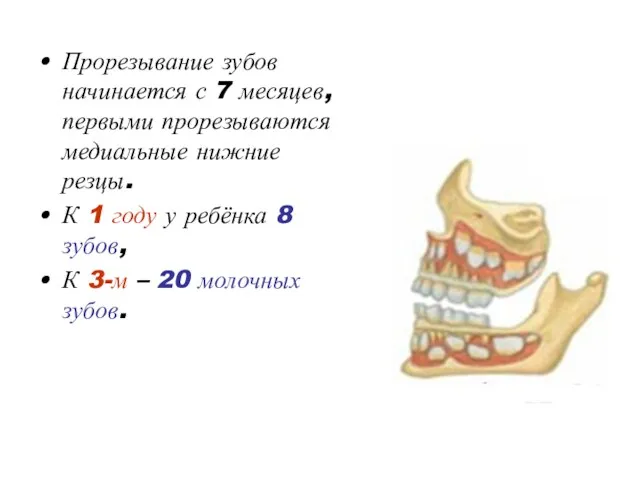 Прорезывание зубов начинается с 7 месяцев, первыми прорезываются медиальные нижние